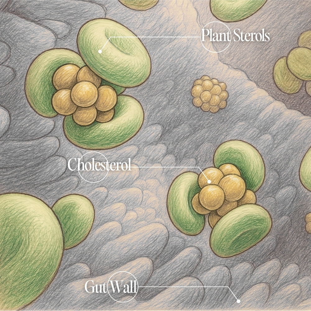 Hand-drawn scientific illustration showing green plant sterol molecules attaching to golden cholesterol particles along the pink intestinal wall, representing cholesterol absorption reduction in the human gut.